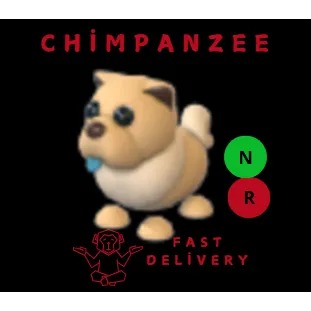 Tan Chow Chow NR