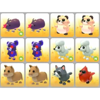 BUNDLE PET X12