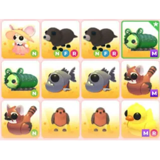 BUNDLE PET X12