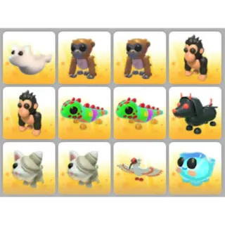 BUNDLE PET X12