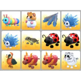 BUNDLE PET X12
