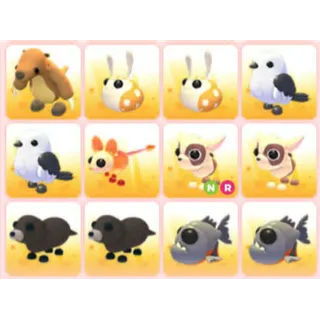 BUNDLE PET X12