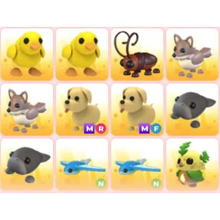 BUNDLE PET X12