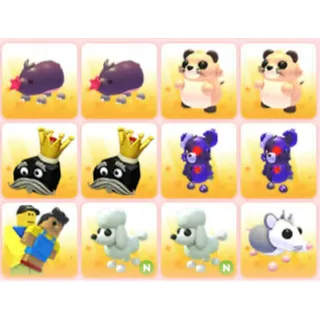 BUNDLE PET X12