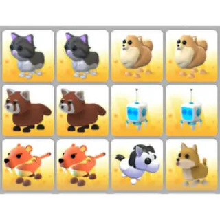 BUNDLE PET X12