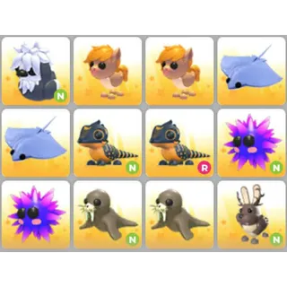 BUNDLE PET X12