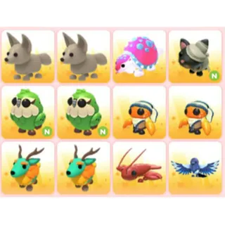 BUNDLE PET X12