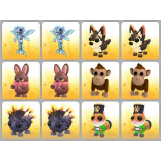 BUNDLE PET X12