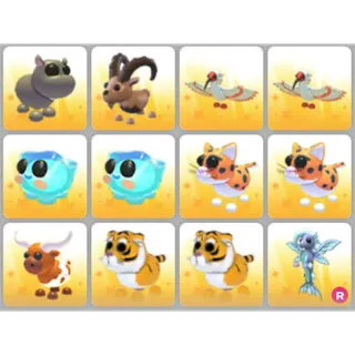 BUNDLE PET X12