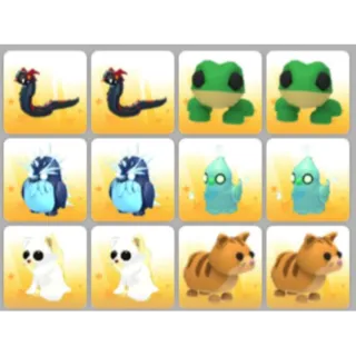BUNDLE PET X12