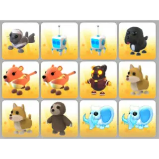BUNDLE PET X12