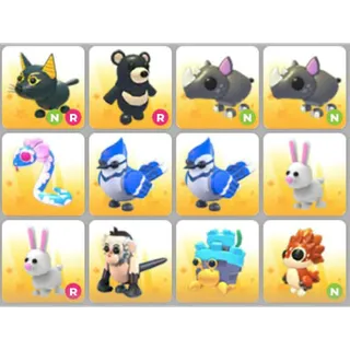 BUNDLE PET X12
