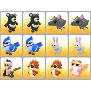 BUNDLE PET X12