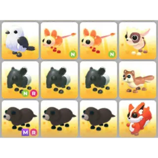 BUNDLE PET X12