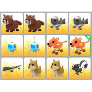 BUNDLE PET X12