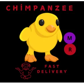 CHICK MR