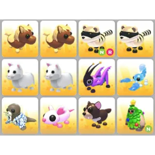 BUNDLE PET X12