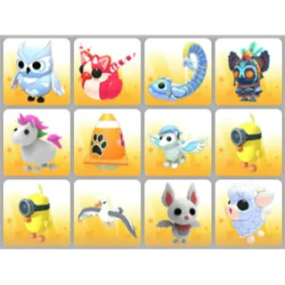 BUNDLE PET X12