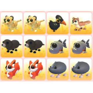 BUNDLE PET X12