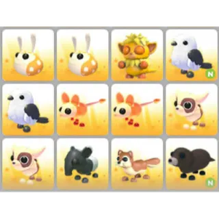 BUNDLE PET X12