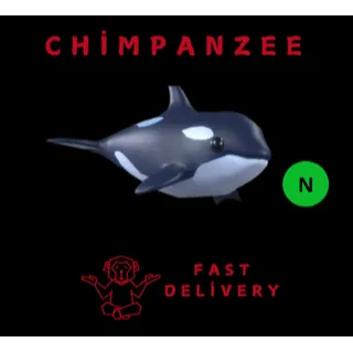 ORCA NEON