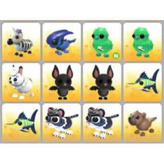 BUNDLE PET X12