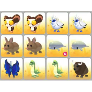 BUNDLE PET X12