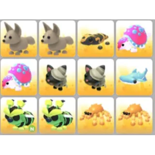 BUNDLE PET X12