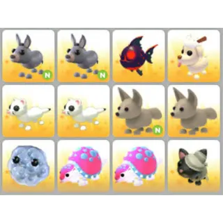 BUNDLE PET X12