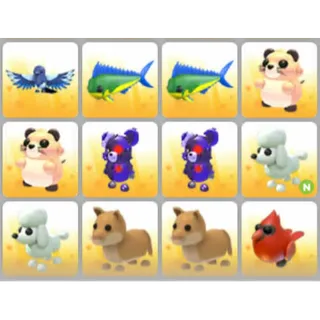 BUNDLE PET X12