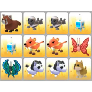 BUNDLE PET X12