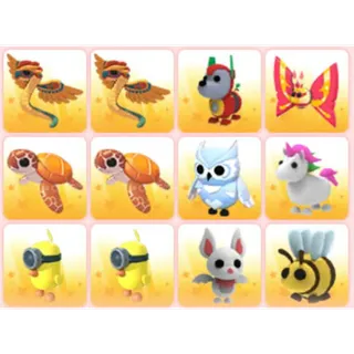 BUNDLE PET X12