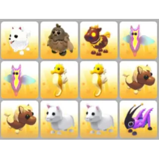 BUNDLE PET X12