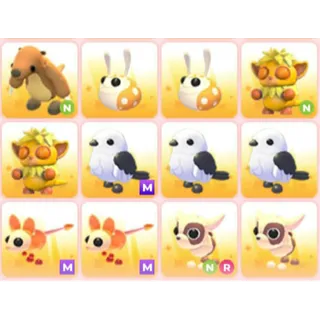 BUNDLE PET X12