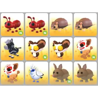 BUNDLE PET X12