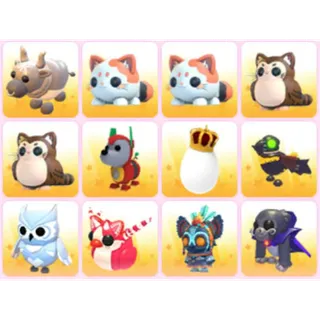 BUNDLE PET X12