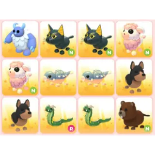 BUNDLE PET X12