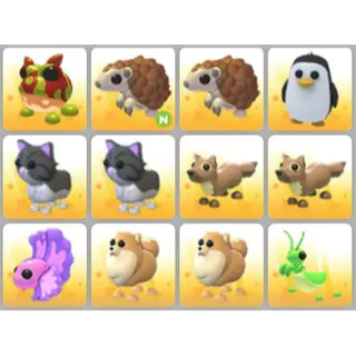 BUNDLE PET X12