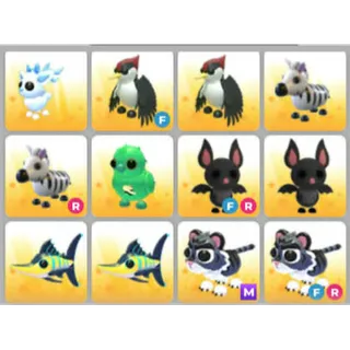 BUNDLE PET X12