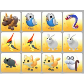 BUNDLE PET X12