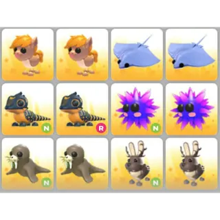 BUNDLE PET X12