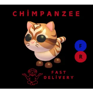 CATTE FR