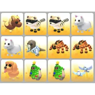 BUNDLE PET X12