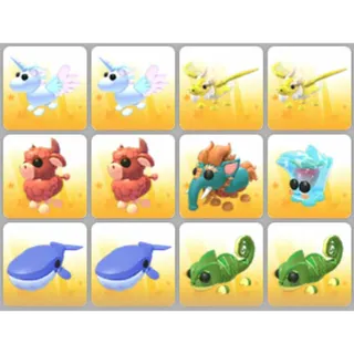BUNDLE PET X12