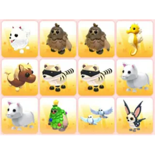 BUNDLE PET X12