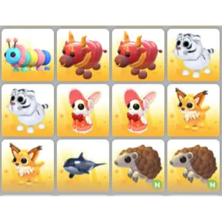 BUNDLE PET X12