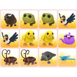 BUNDLE PET X12