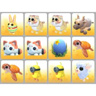 BUNDLE PET X12