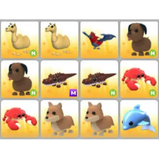 BUNDLE PET X12