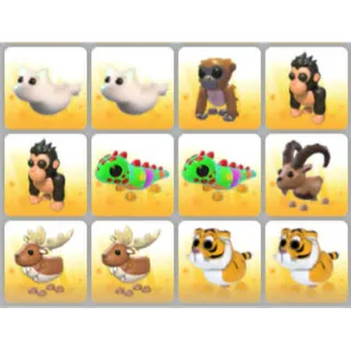 BUNDLE PET X12